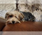 Image preview for Ad Listing. Nickname: Rico