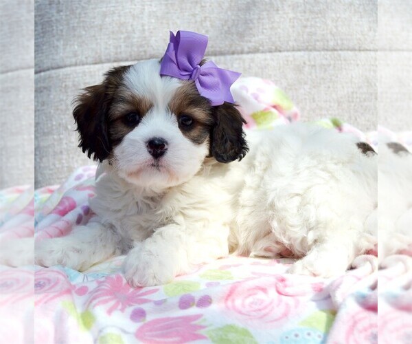 Medium Photo #3 Cavachon Puppy For Sale in PEMBROKE PINES, FL, USA