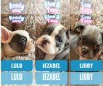 Image preview for Ad Listing. Nickname: Litter of 4