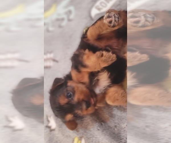 Medium Photo #45 Yorkshire Terrier Puppy For Sale in AKRON, OH, USA