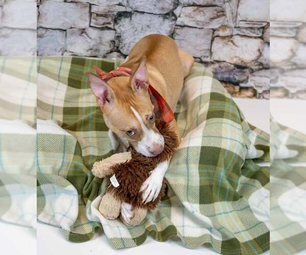 Medium Photo #4 Mutt Puppy For Sale in Kennesaw, GA, USA