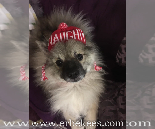 Medium Photo #10 Keeshond Puppy For Sale in FAYETTEVILLE, TN, USA