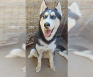 Dottie - Female Siberian Husky-Unknown Mix Dog for Adoption - Photo #4