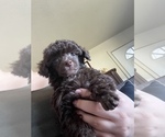 Small #5 Poodle (Toy)