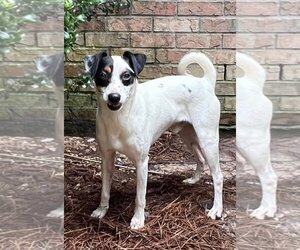 Jack Russell Terrier-Unknown Mix Dogs for adoption in Ocean Springs, MS, USA