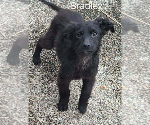 Medium Photo #1 Border Collie-Unknown Mix Puppy For Sale in Aurora, IN, USA