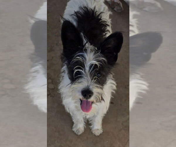 Medium Photo #1 Mutt Puppy For Sale in San Antonio, TX, USA