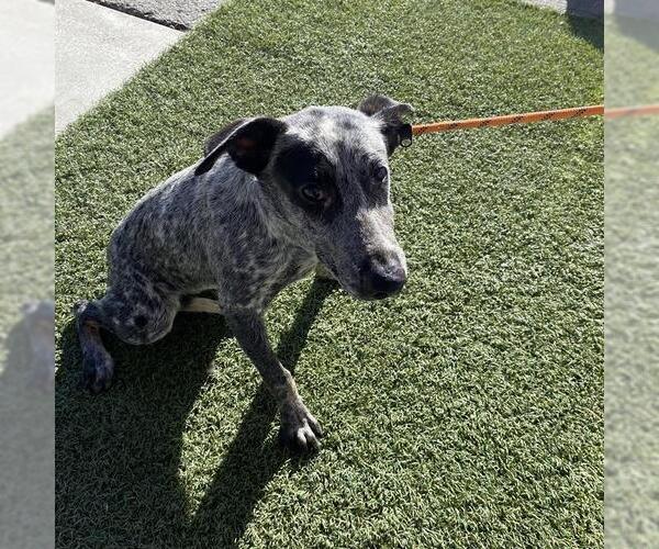 Medium Photo #1 German Shorthaired Pointer Puppy For Sale in Modesto, CA, USA