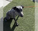 Small German Shorthaired Pointer