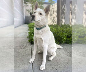 Huskies -Unknown Mix Dogs for adoption in Corona, CA, USA