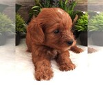 Small #2 Cavapoo