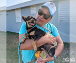 Small #3 Chihuahua Mix