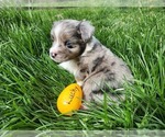 Small Photo #1 Miniature Australian Shepherd Puppy For Sale in ORRTANNA, PA, USA