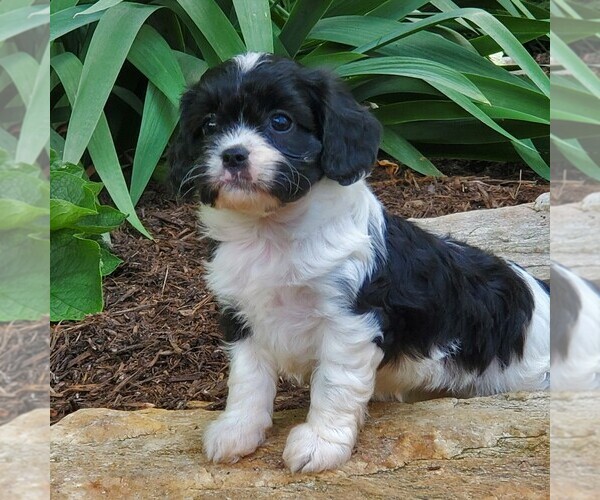 Medium Photo #3 Cavapoo Puppy For Sale in PARKESBURG, PA, USA