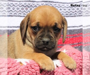 Puggle Puppy for sale in CHARLOTT HALL, MD, USA