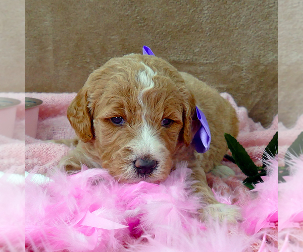 Full screen Photo #2 Goldendoodle Puppy For Sale in ROY, UT, USA
