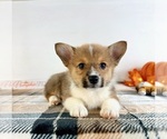 Small #4 Pembroke Welsh Corgi