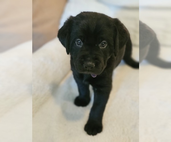 Medium Photo #6 Golden Labrador Puppy For Sale in BENNINGTON, NE, USA