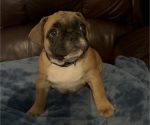 French Bulldog Puppy for sale in MUSCODA, WI, USA