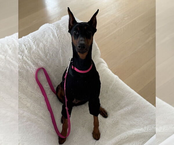 Medium Photo #2 Doberman Pinscher Puppy For Sale in Dana Point, CA, USA