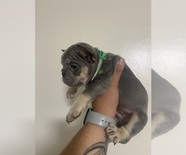 Medium Photo #2 French Bulldog Puppy For Sale in FRASER, MI, USA