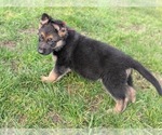 Small #2 German Shepherd Dog