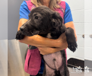 Mutt Dogs for adoption in Washington, DC, USA