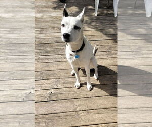 Mrs. Moose - Female Mutt Dog for Adoption - Photo #5