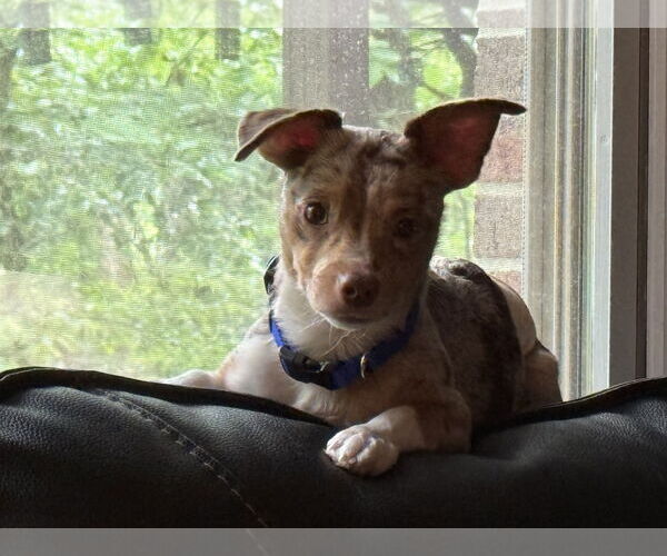 Medium Photo #4 Rat-Cha Puppy For Sale in Alexandria, KY, USA