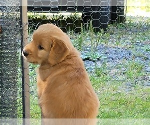 Golden Retriever Puppy for Sale in BLYN, Washington USA