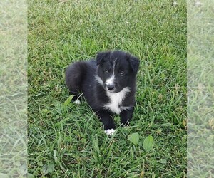 Border Collie Puppy for sale in WEST LIBERTY, KY, USA