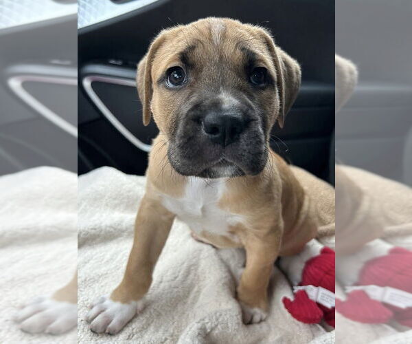 Medium Photo #1 Boxer-Great Dane Mix Puppy For Sale in Mundelein, IL, USA