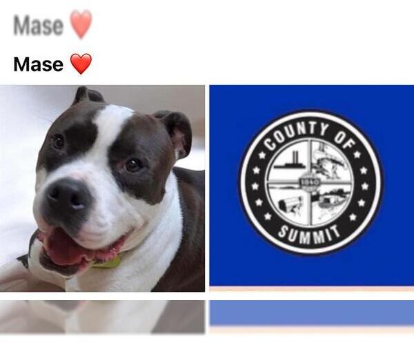 Medium Photo #1 American Staffordshire Terrier-Unknown Mix Puppy For Sale in Akron, OH, USA