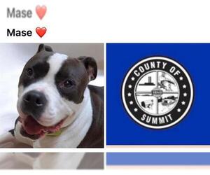 American Staffordshire Terrier-Unknown Mix Dogs for adoption in Akron, OH, USA