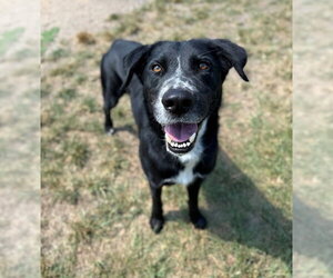 Labrador Retriever Dogs for adoption in Conroe, TX, USA