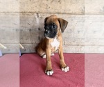 Litter of 9 - Male(s) and Female(s) BoxerLitter of Puppies for Sale - Photo #13