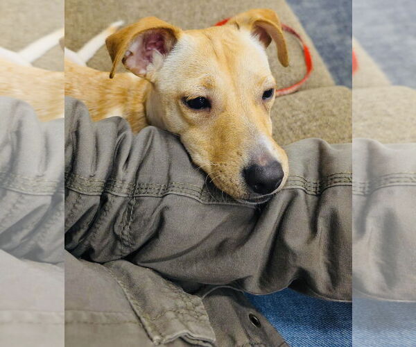 Medium Photo #2 Jack Chi Puppy For Sale in Princeton, MN, USA