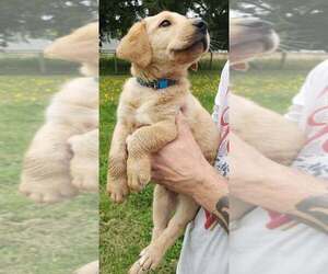 Labrador Retriever Puppy for sale in OLYMPIA, WA, USA