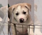 Small #3 Huskies -Labrador Retriever Mix