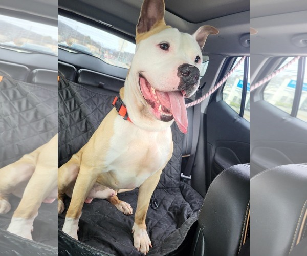Medium Photo #19 American Bulldog-Labrador Retriever Mix Puppy For Sale in Rockaway, NJ, USA