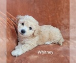 Puppy Whitney Bichpoo