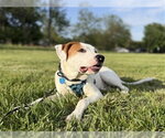 Small #3 Bulldog-Pointer Mix