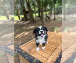 Miniature Australian Shepherd Puppy for Sale in BELLVILLE, Ohio USA