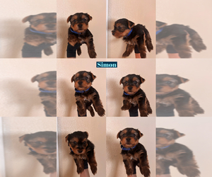 Yorkshire Terrier Puppy for Sale in EXETER, California USA