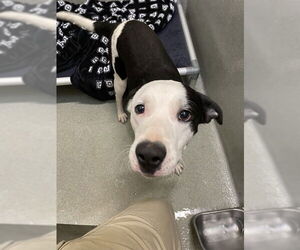 Labrador Retriever-Unknown Mix Dogs for adoption in Lee's Summit, MO, USA