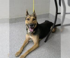 German Shepherd Dog-Unknown Mix Dogs for adoption in Pasadena, TX, USA