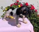 Small Photo #42 Cocker Spaniel Puppy For Sale in GOSHEN, IN, USA