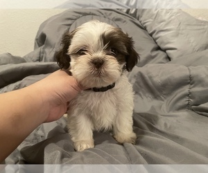 Shih Tzu Puppy for sale in VISALIA, CA, USA