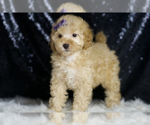 Medium Photo #1 Poodle (Miniature) Puppy For Sale in WARSAW, IN, USA