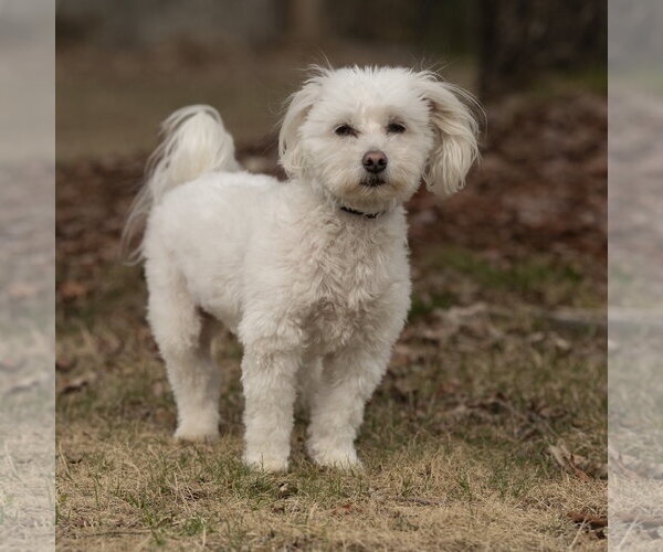 Medium Photo #6 Poodle (Toy)-Unknown Mix Puppy For Sale in Caribou, ME, USA